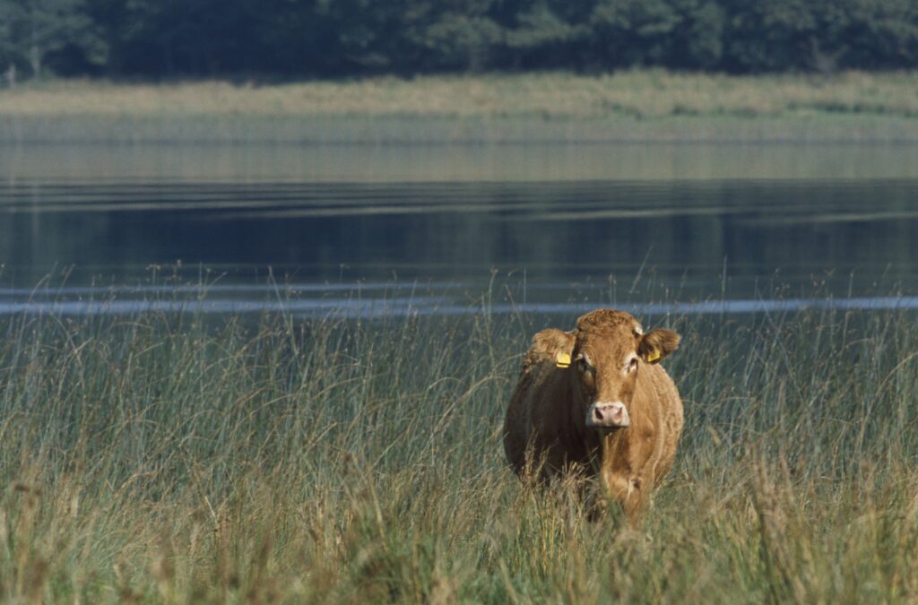 Cattle © Andy Hay (rspb-images.com)