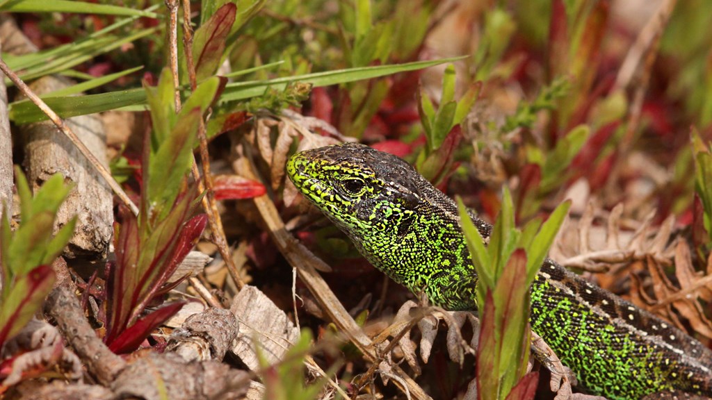 Sand Lizard (c) Luke Phillips (rspb-images.com) 