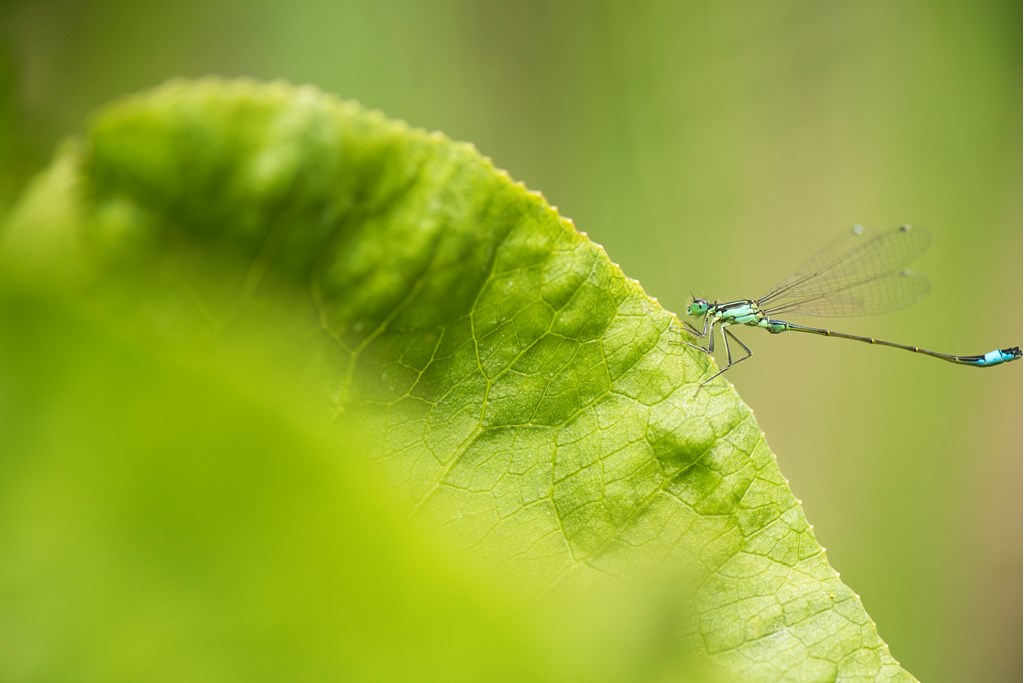 Blue tailed damselfly (c) Ben Andrew (rspb-images.com)