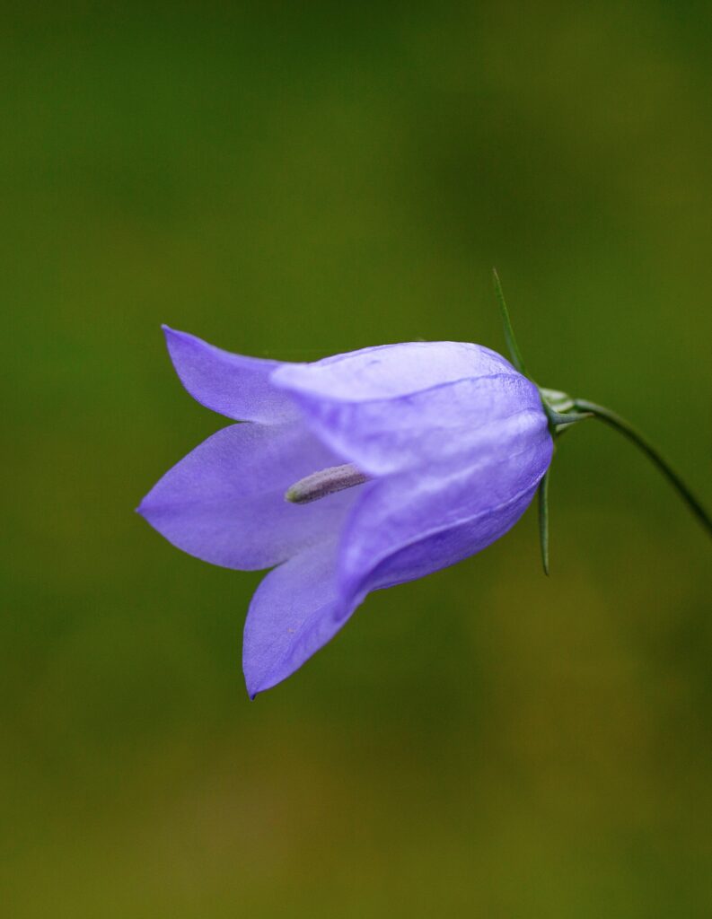 Harebell © Michael Harvey (rspb-images.com)
