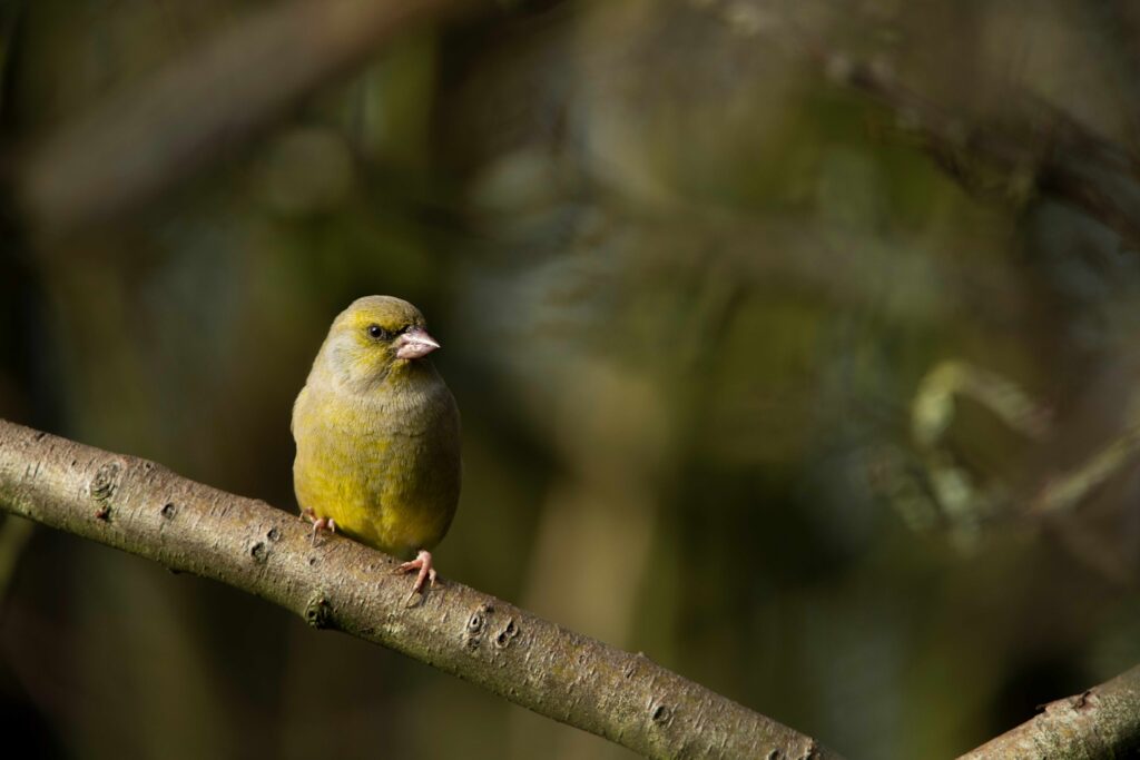 Greenfinch © Ben Andrew (rspb-images.com)
