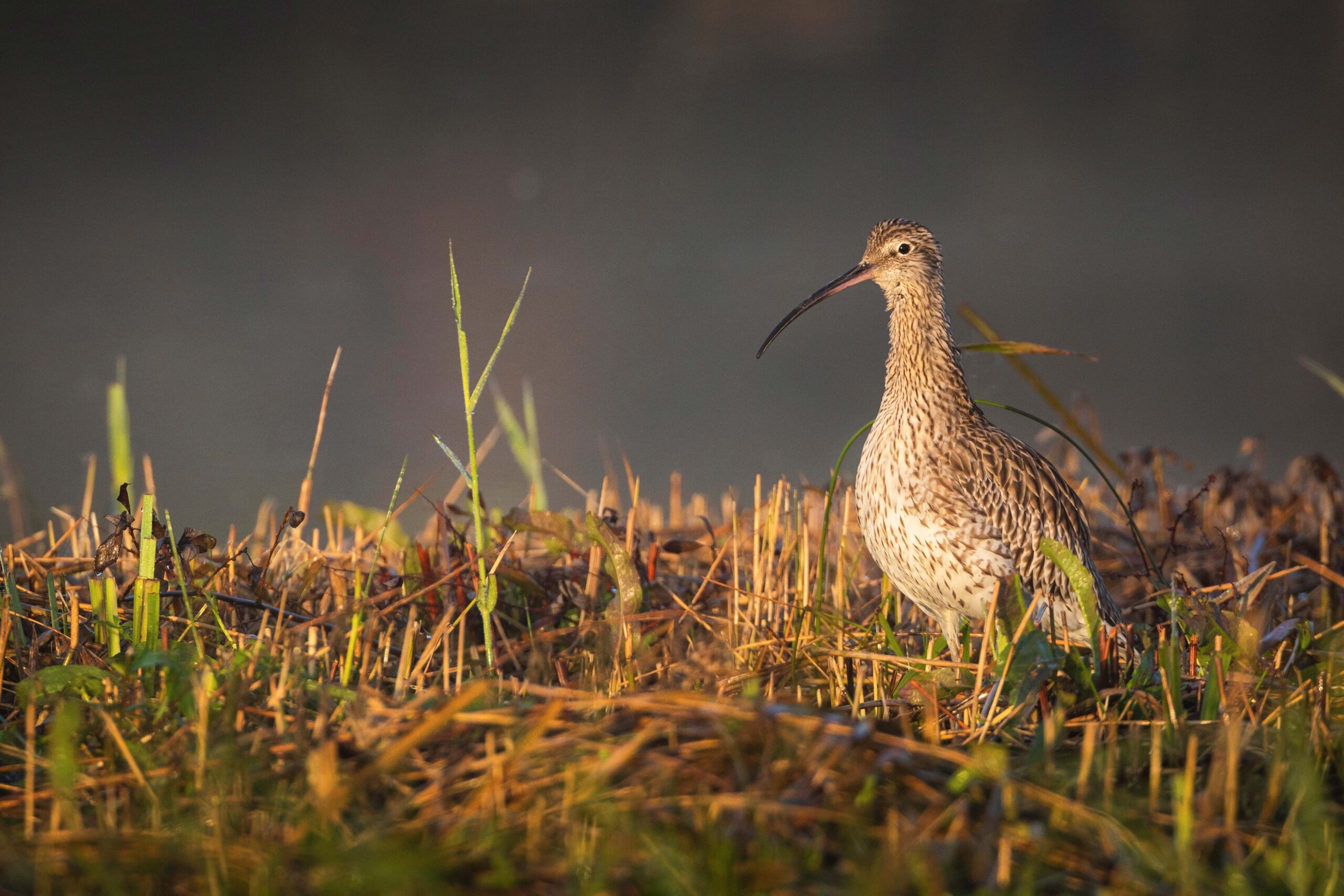 Curlew © Drew Buckley (rspb-images.com)
