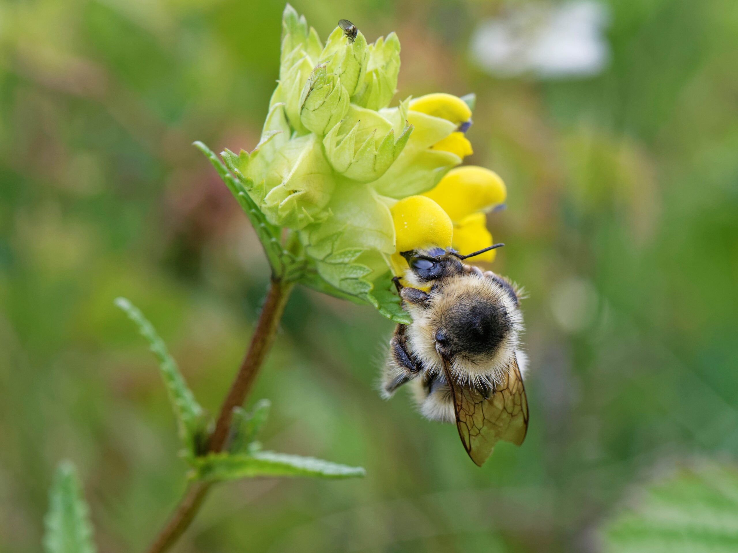 Shrill Carder Bee © Nick Upton (rspb-images.com)