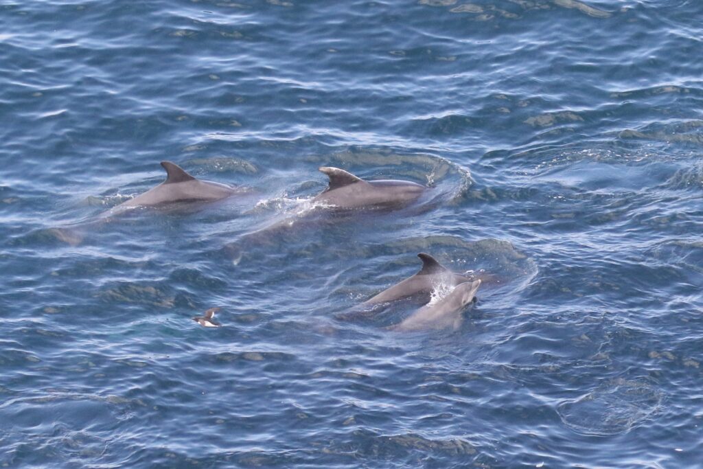 Bottlenose Dolphin © Richard Carlyon (rspb-images.com)