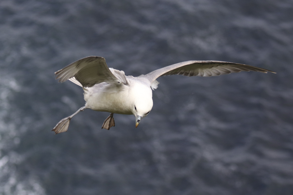 Fulmar © Richard Carlyon (rspb-images.com)