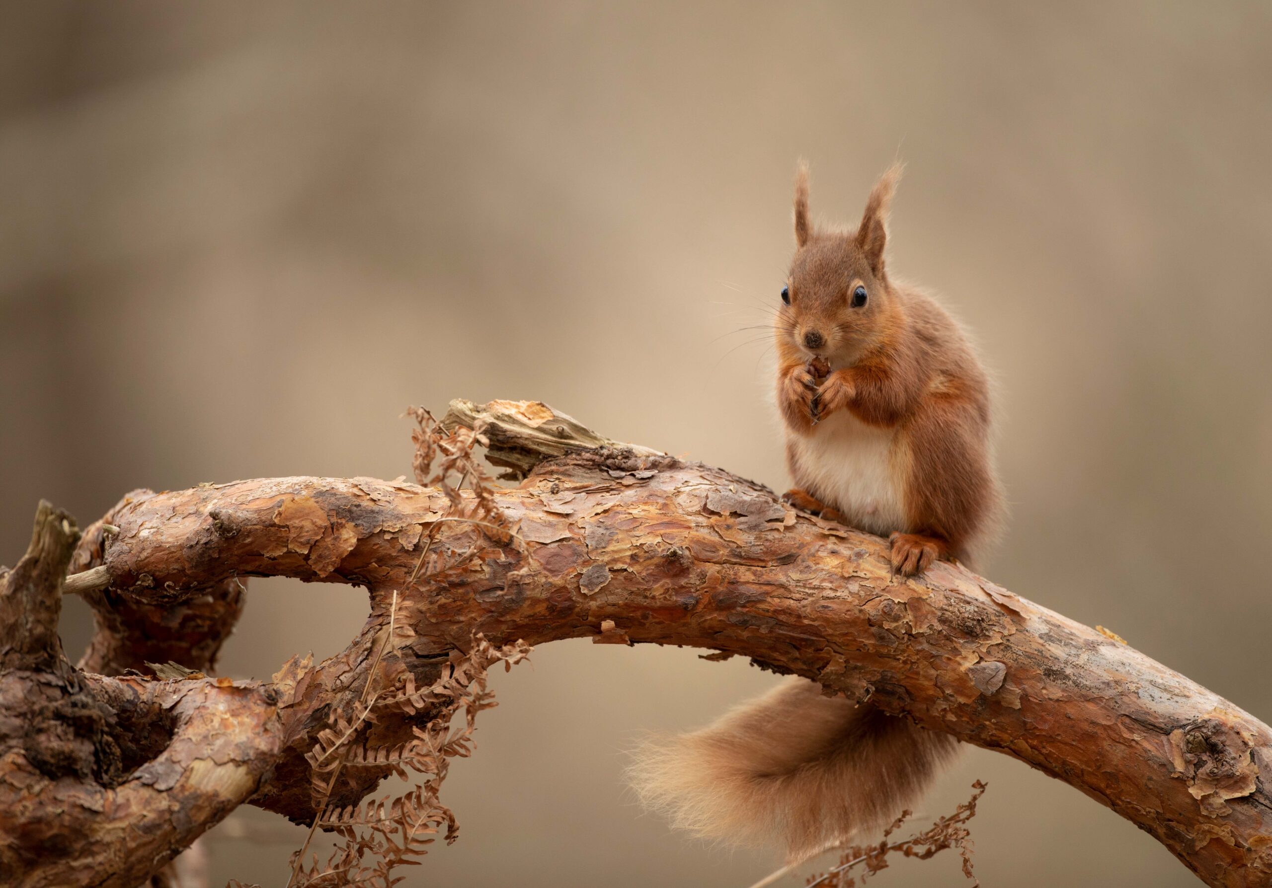 Red Squirrel (c) Ben Andrew (rspb-images.com)