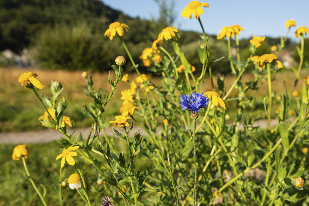 Corn Marigold (c) Richard Bowler (rspb-images.com)