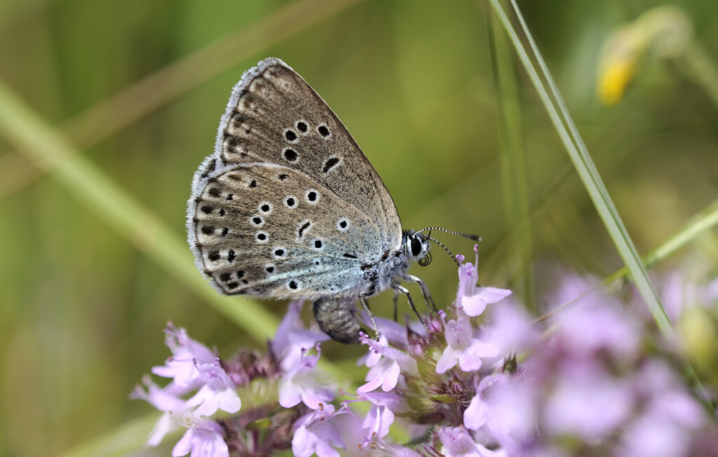 Female Large Blue Butterfly (c) National Trust Images Ross Hoddinott-