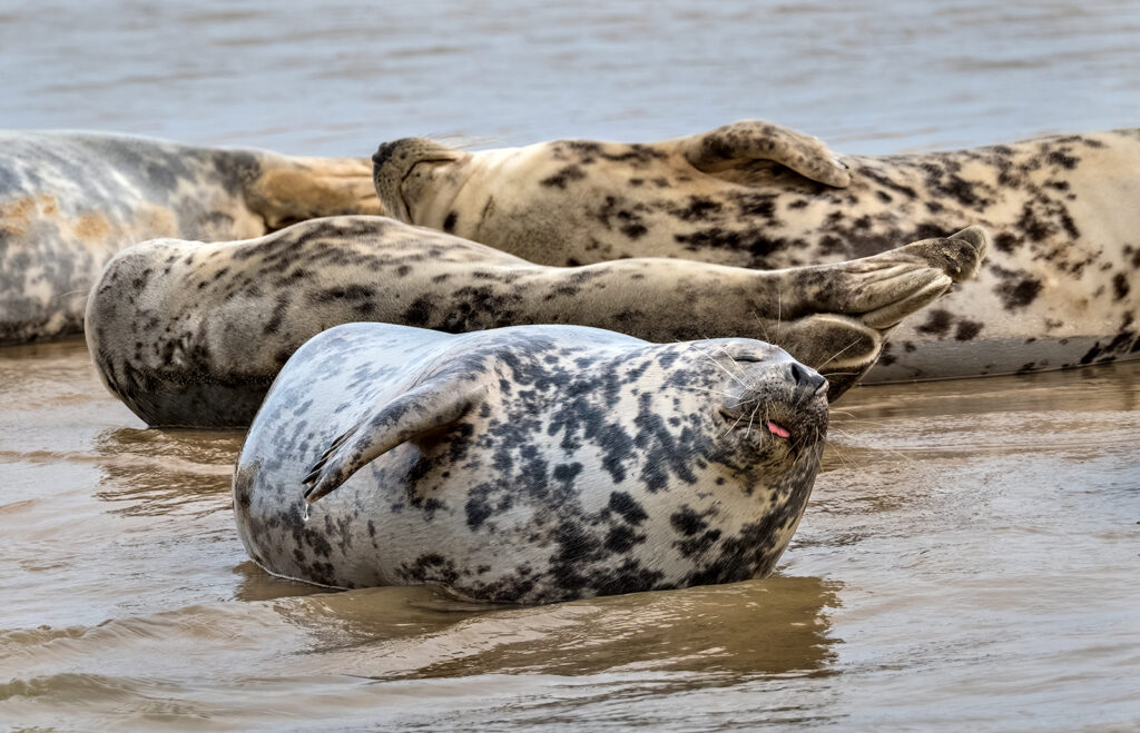 Grey Seal cows resting at Blakeney Point, Norfolk (c) Hanne Siebers, National Trust Images