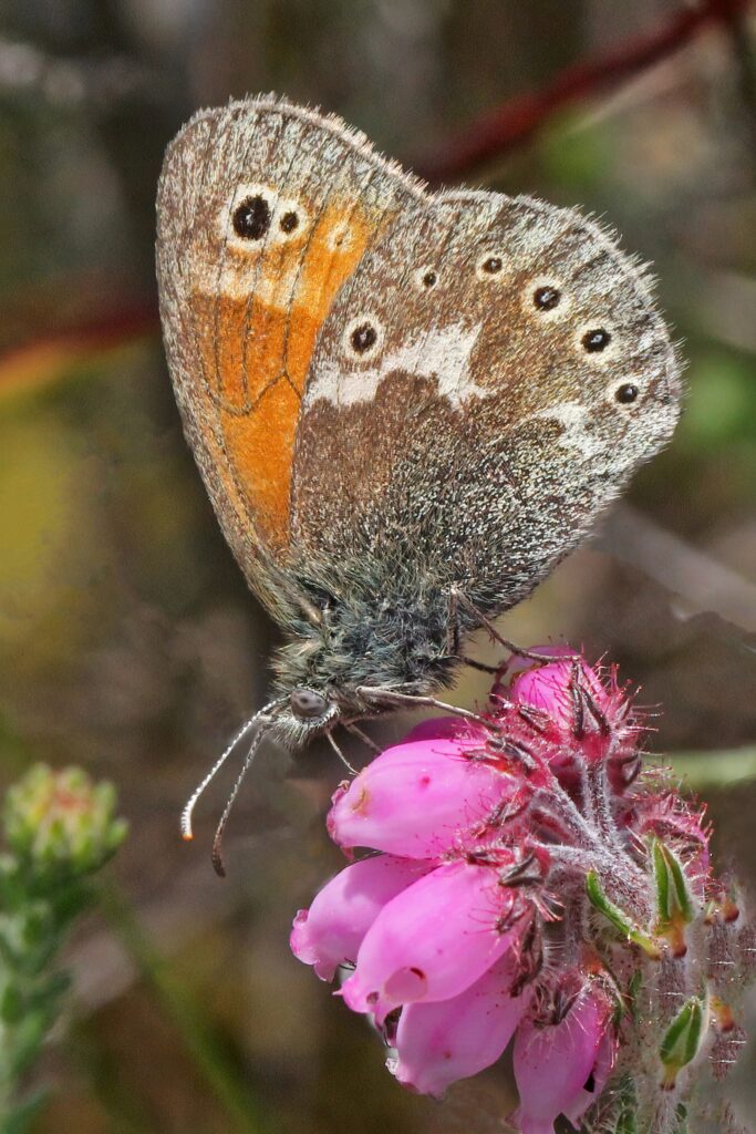 Large Heath Butterfly © John Ibboton