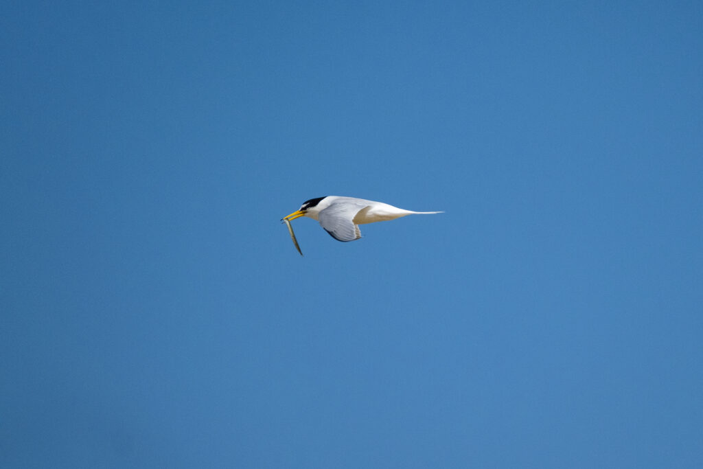 Little Tern with Sandeel (c) Sam Turley (rspb-images)