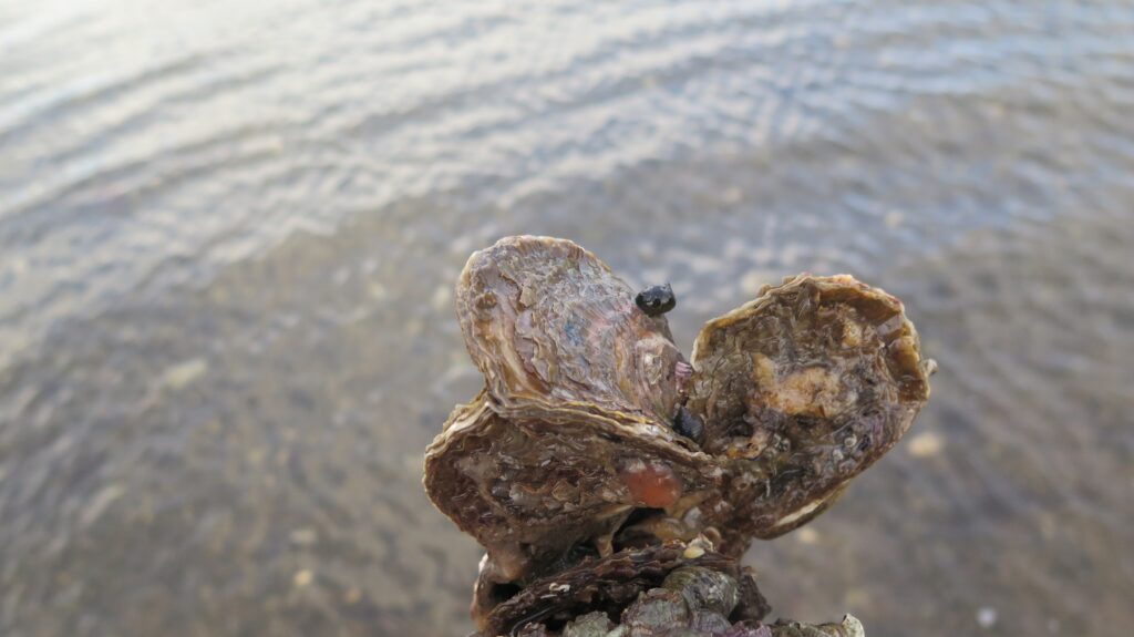 Oysters © David Smyth