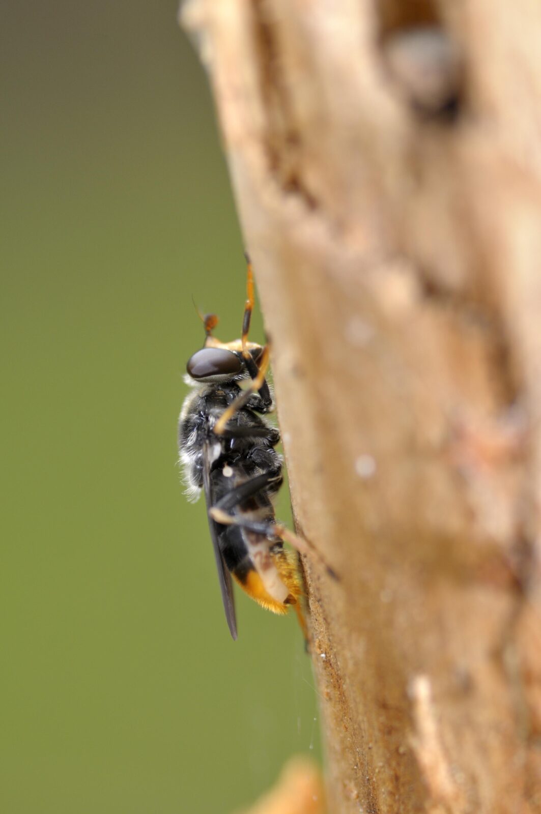 Pine Hoverfly ©Lorne GillNatureScot