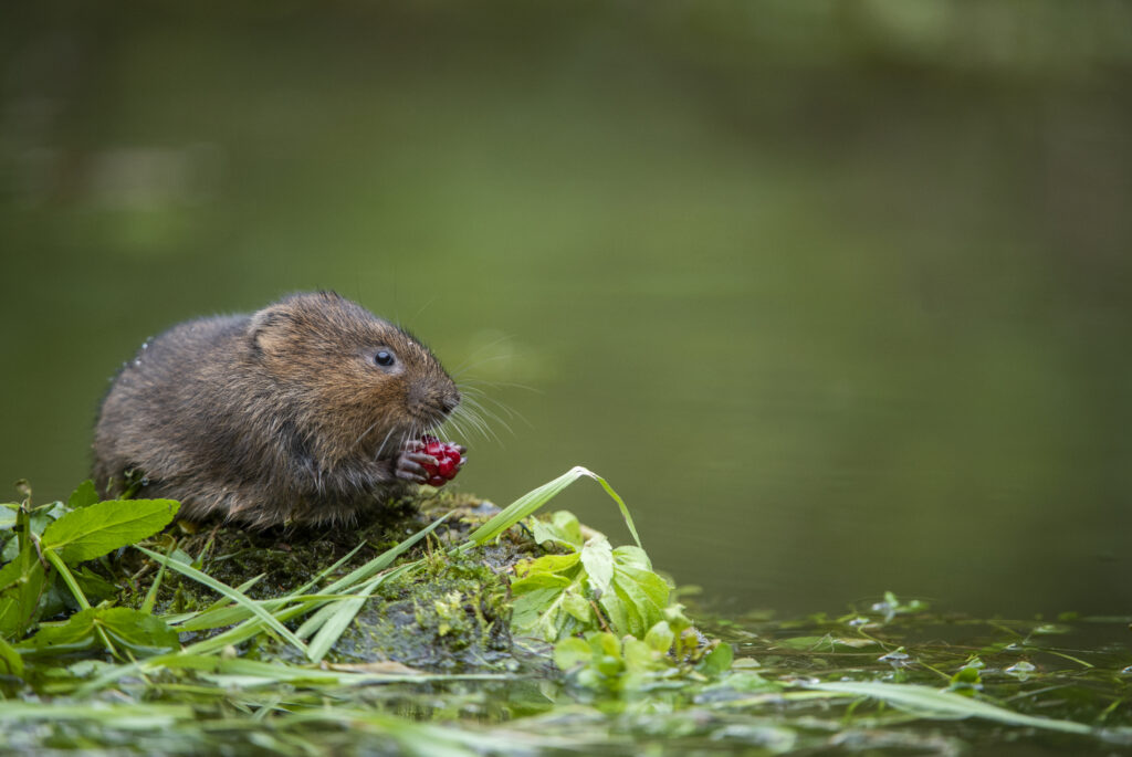 Water Vole (c) Ben Andrew (rspb-images.com)